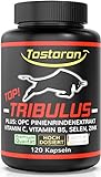 Tostoron TOP TRIBULUS terrestris extra stark + hochdosiert - plus Pinienrindenextrakt, Zink, Selen, Vitamine, 120 Kapseln, 1 Dose (1x100g) laborgeprft - hol dir den TOSTORON HAMMER direkt nach Hause!
