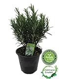 XXL italienischer Rosmarin im Topf - Rosmarinus officinalis