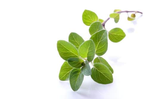 Oregano öl dosierung bei erkältung Oregano öl dosierung bei erkältung