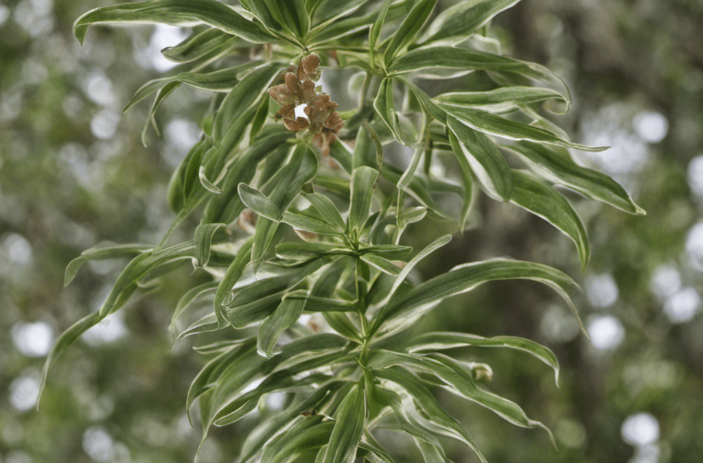 Von der Natur inspiriert: Wie Eurycoma longifolia Deine Fitness und Vitalität steigern kann